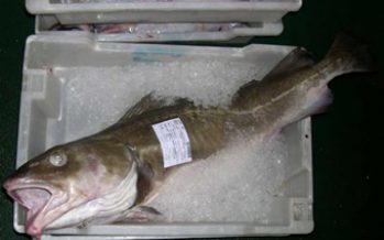 Proyectos para promover el cultivo de la merluza austral y del bacalao ganan concurso de Conicyt