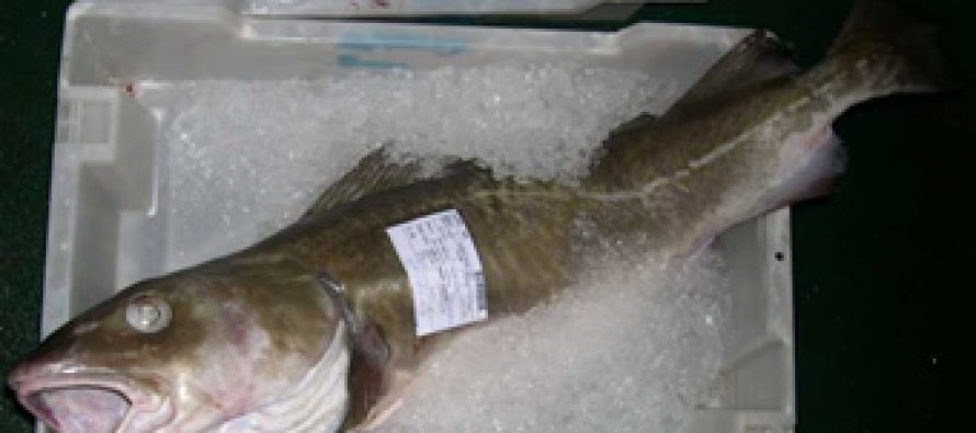 Proyectos para promover el cultivo de la merluza austral y del bacalao ganan concurso de Conicyt
