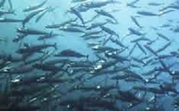 Creciente escasez de recursos marinos genera tensiones entre los países pesqueros