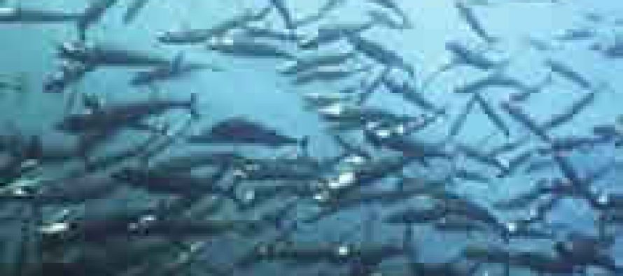 Soluciones adecuadas en reforma a la Ley de Pesca