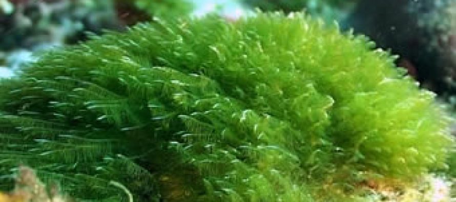 Pesquera San José participará en proyecto que busca obtener biocombustibles
