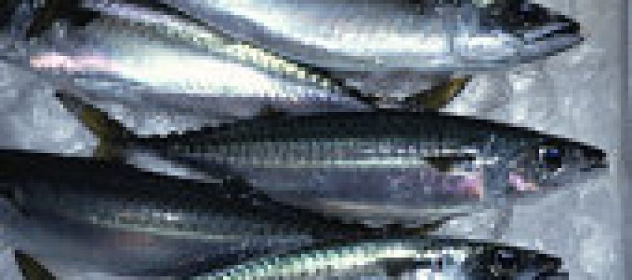 Reino Unido – Los peces machos prefieren a hembras de aleta grande
