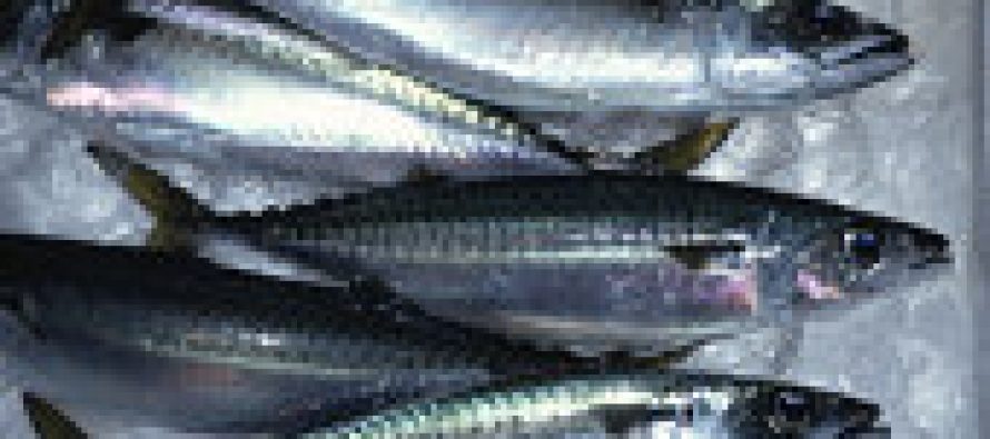 Pesca: aumentan las exportaciones y caen los desembarques.