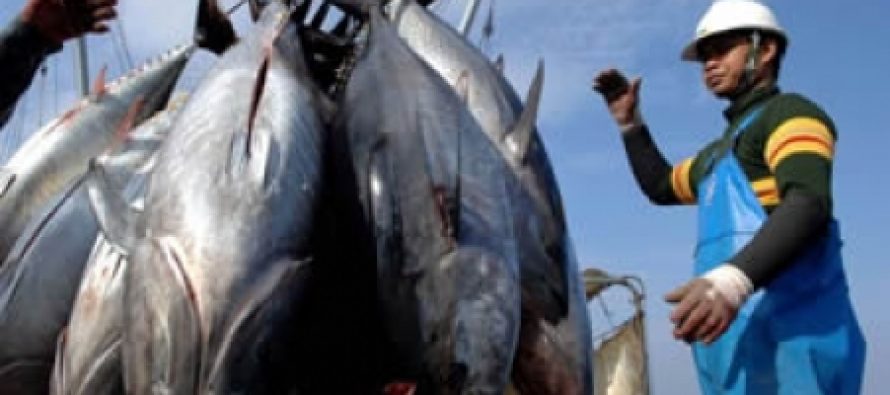 Según reciente estudio: El pescado sería la mejor fuente de Omega 3