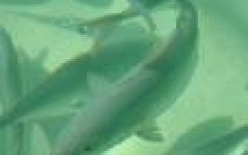 Chile y Alemania se unen para hacer investigación en enfermedades de peces