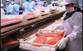 Balance 2016: Salmonicultoras fueron de las más rentables en Bolsa