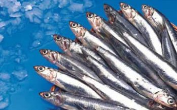 Italia: El consumo de pescado alcanza niveles históricos y no mejoran el nivel de las reservas mundiales