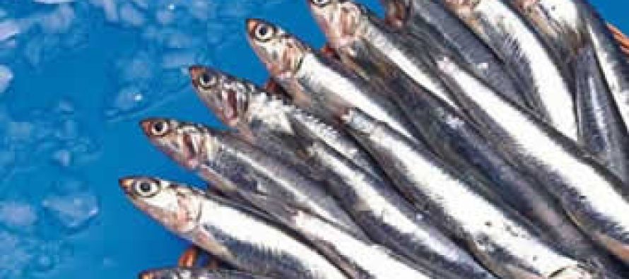 Italia: El consumo de pescado alcanza niveles históricos y no mejoran el nivel de las reservas mundiales