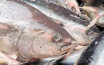 Noruega: Huesos de pescado dan salmones más robustos