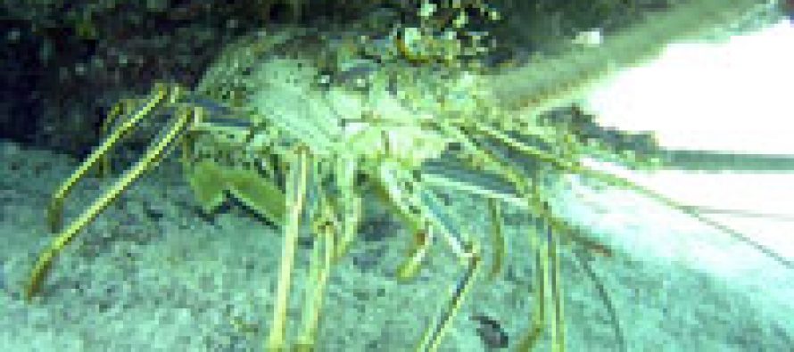 Calentamiento global amenaza especies marinas de la Antártica chilena