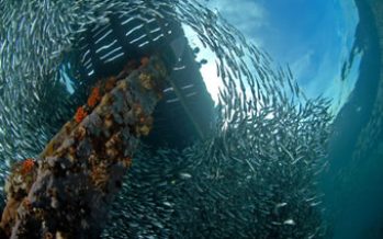 Corpesca y Camanchaca dominan envíos de harina y aceite de pescado