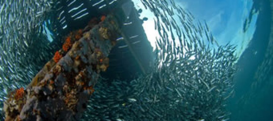 Corpesca y Camanchaca dominan envíos de harina y aceite de pescado