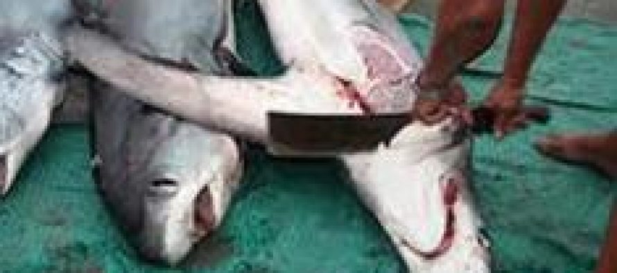 Tripulantes de naves especiales valoraron proyecto de ley que prohíbe aleteo de tiburones