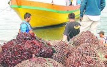 Aumenta demanda por Carraghenina en el mundo