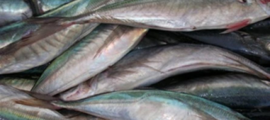 Caminos a Ley de Pesca