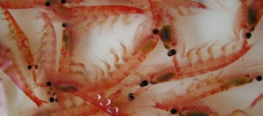 Krill: Omega 3 en estado puro