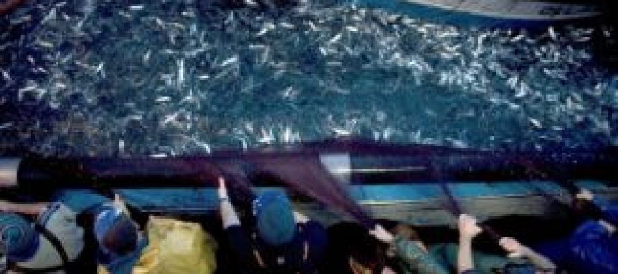Ley de Pesca: se licitará 15% de excedente industrial y crea panel de expertos