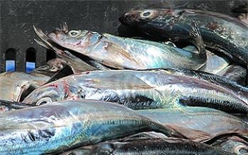 Valor empresarial y acceso a pesca industrial