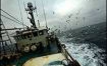 Pesca en Chile: Las ganancias de la red.