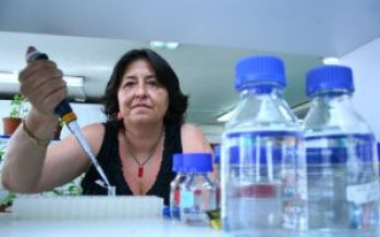 Compuesto sobre la base de algas acelera crecimiento de árboles en 25%