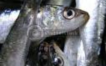Venezuela: Cae producción pesquera