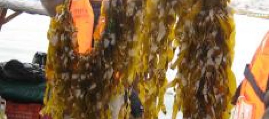 ¿Boom de las algas? Gobierno prepara proyecto para bonificar su cultivo y repoblamiento
