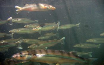 “Sequía marina”: Chile con la menor cantidad de peces de su historia