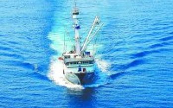 Escasez de sardina, jurel y anchoveta gatilla crisis en sector pesquero