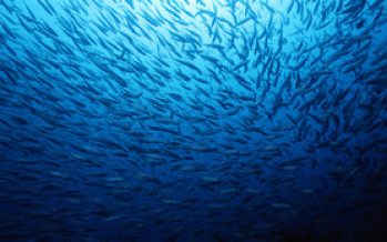 Delegación de mayor región china se reune con Subpesca y pesqueras para analizar negocios