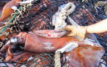 Negocio de la jibia genera exportaciones por US$70 millones