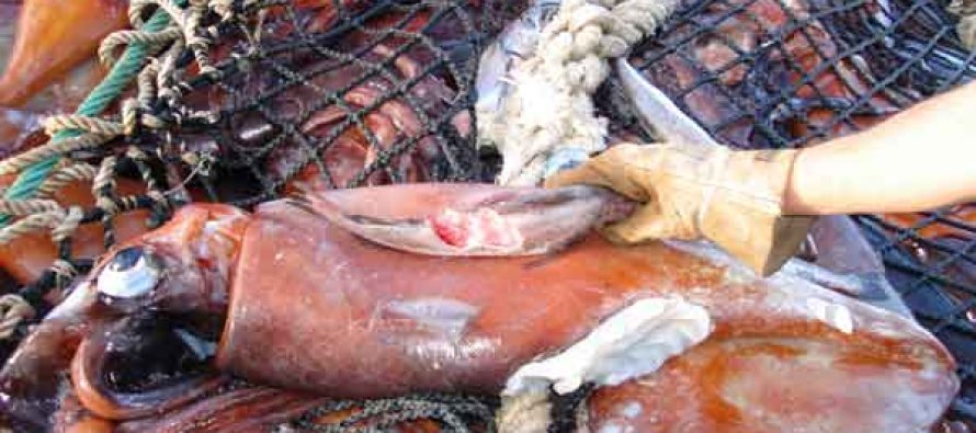 Negocio de la jibia genera exportaciones por US$70 millones