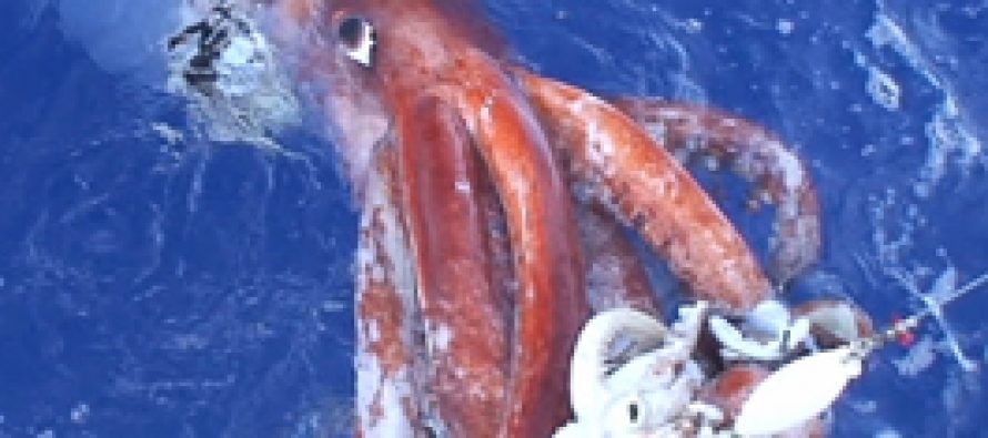 Globefish, european fish price report