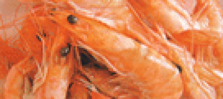 Camarones y langostinos enfrentan difícil problema.