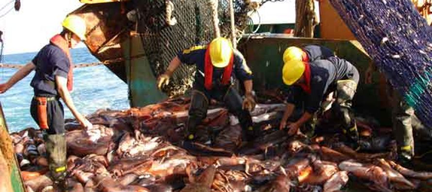 Sociedad Nacional de Pesca F.G: “El sector industrial está inquieto por caida del precio de la jibia”.