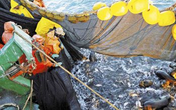 Revisión de la FAO agita las aguas en el sector pesquero