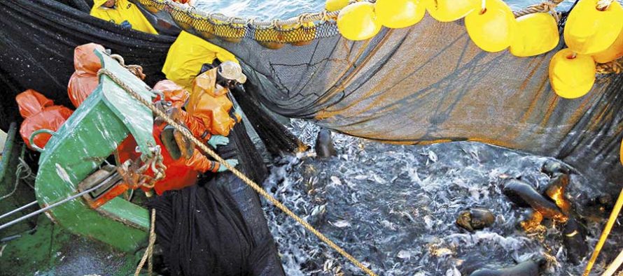 Revisión de la FAO agita las aguas en el sector pesquero