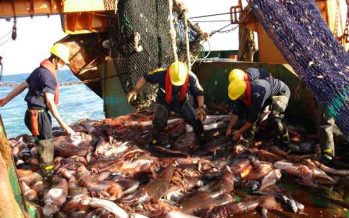 “PESCA INDUSTRIAL SOLO TIENE ACCESO A 20% DE DERECHOS DE CAPTURA”