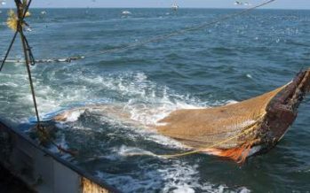 Pugna entre industria y parlamentarios pone en riesgo pesca de crustáceos