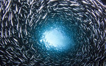 La Sociedad Nacional de Pesca valora aprobación del Plan de Adaptación al Cambio Climático en Pesca y Acuicultura.