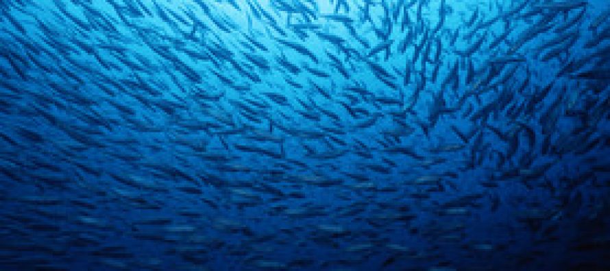 Presentación Comisión de Pesca, Acuicultura e Intereses Marítimos.