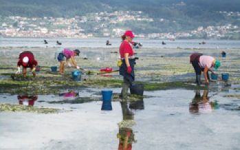 Pesca, femenino singular