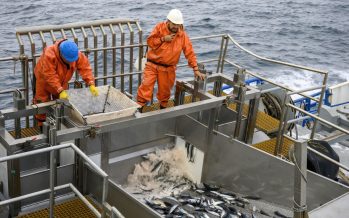 Informe del economista Patricio Arrau concluye que la pesca no es una industria licitable