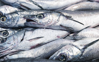 Temperatura, tiempo e higiene, las claves para asegurar la calidad e inocuidad de productos del mar