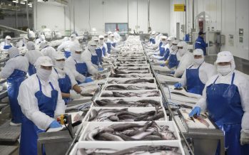 Sonapesca valora certificación internacional de sostenibilidad de la merluza común chilena