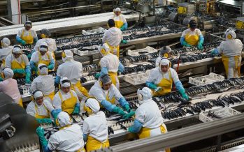 Pesca industrial destaca aumento de exportaciones entre enero y julio, pero se mantienen bajos precios
