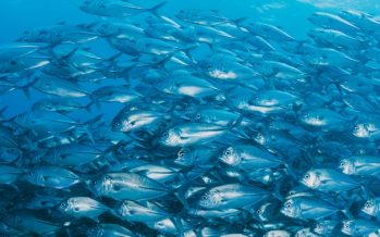 INFORME TÉCNICO JURÍDICO SOBRE EL PROYECTO DE LEY DE PESCA 16500-21