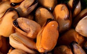 Productores de choritos advierten dificultades en Chiloé