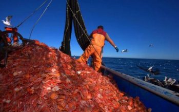 Langostinos esconden un lote de beneficios para el agro