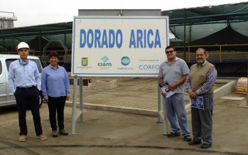 Los avances del proyecto que busca cultivar Seriola lalandi en Arica